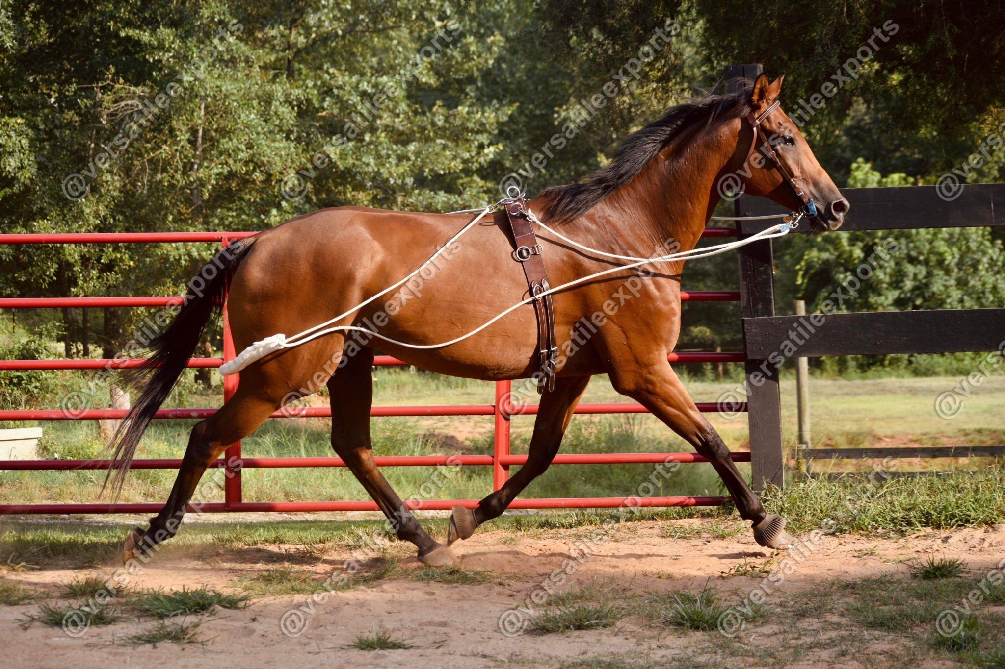 Training Surcingle